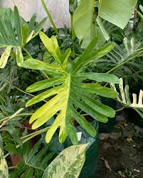 Thaumatophyllum Adamantinum Variegated | Rare Variegated Tropical Plant | Large Size | Real Plant Photo