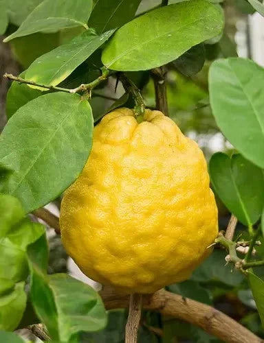Ponderosa Lemon Seeds (Citrus limon x medica) – Premium Certified Rare American Wonder Lemon Citrus Fruit Tree Plant Seeds for Planting (100 Pcs)