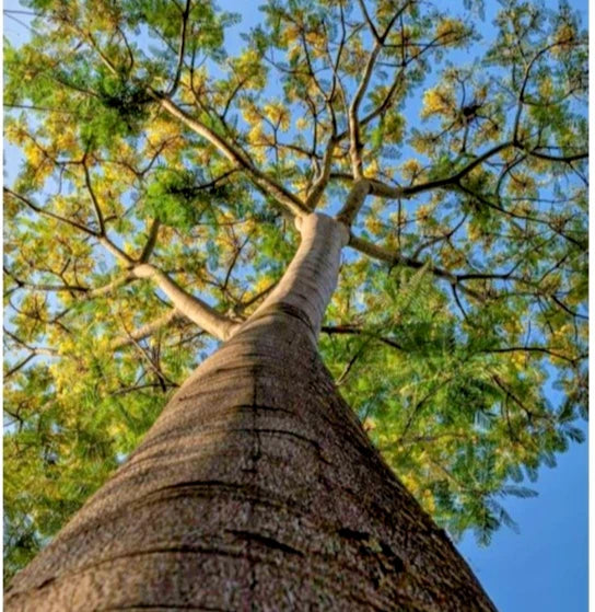 Premium Parica Sengon Tree Seeds (Schizolobium parahyba var. Parica) – Fast-Growing Exotic Timber & Shade Tree Seeds for Planting (50+ Pcs)