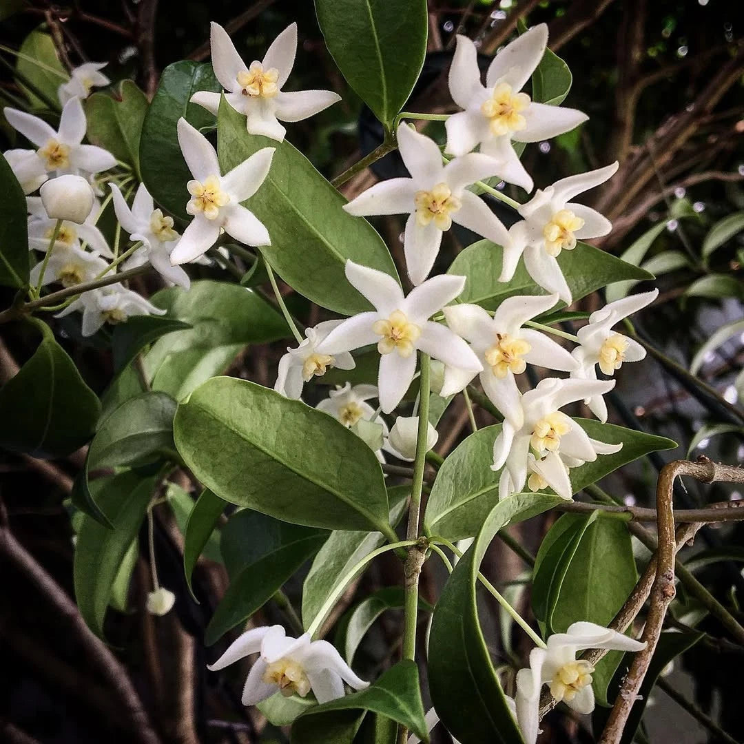 Rare Hoya Odorata Live Plant - Premium Tropical Fragrant Wax Plant