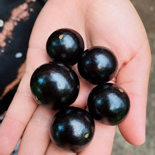 Variegated Jaboticaba Grafted Tree - Rare & Exotic Brazilian Grape