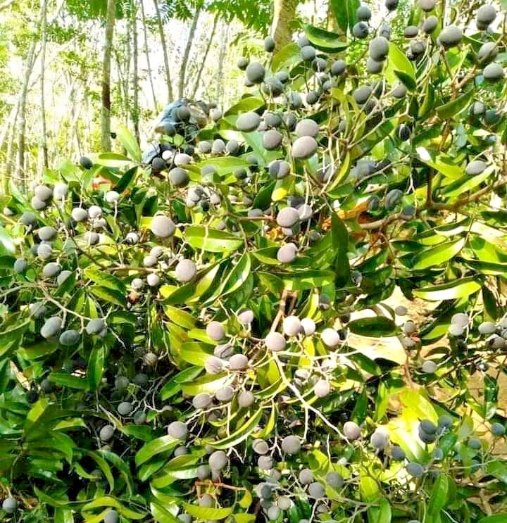 Velvet Tamarind Seeds (Dialium indum / 30+ Rare Exotic Tropical Fruit Tree Seeds) – Premium Botanical Specimen Plant Seeds for Planting