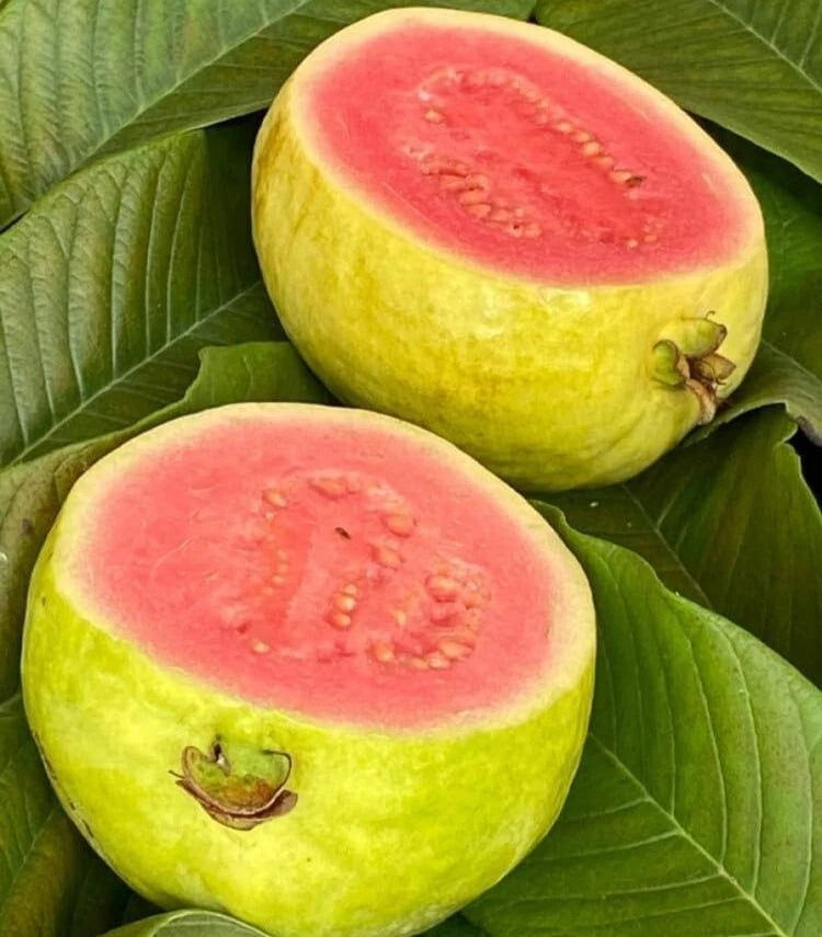 250+ Red Sumbing Guava Seeds (Psidium guajava Pink Fleshed / Mount Sumbing Exotic Sweet Guava) – Premium Exotic Fruit Tree & Orchard Seeds for Planting