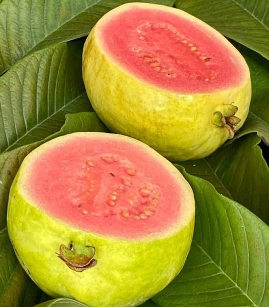 250+ Red Sumbing Guava Seeds (Psidium guajava Pink Fleshed / Mount Sumbing Exotic Sweet Guava) – Premium Exotic Fruit Tree & Orchard Seeds for Planting