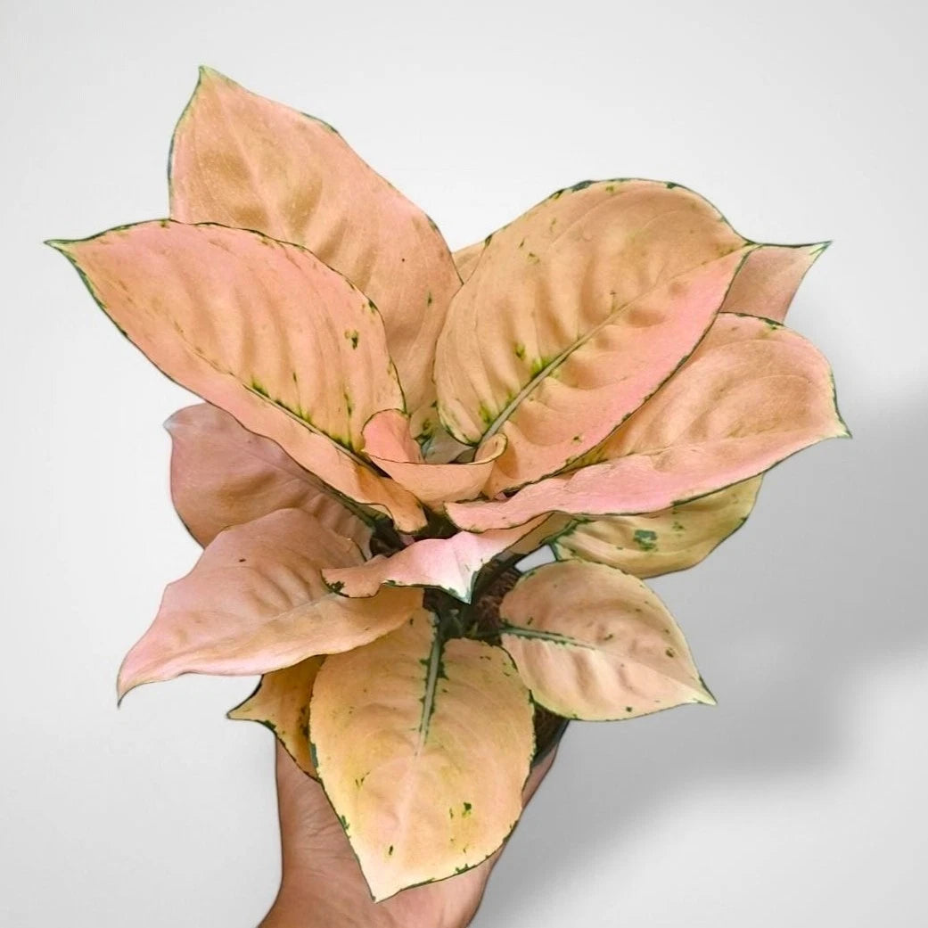 Aglaonema 'Anjamani Golden' - Rare & Radiant Tropical Houseplant