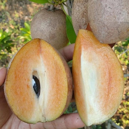 Jumbo Sapodilla (Chikoo) - Premium Grafted Exotic Fruit Tree
