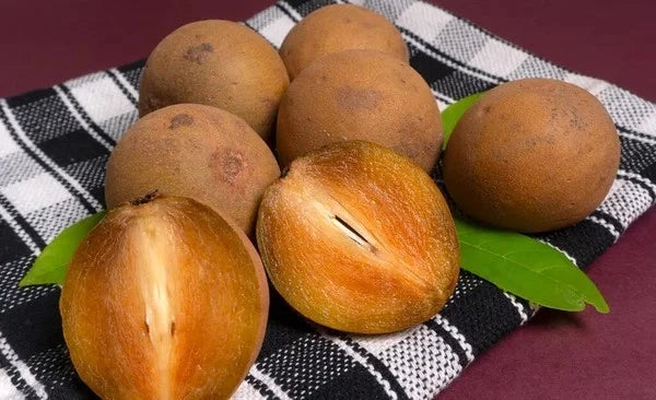 Premium Sapodilla Seeds var. Bangsai (Manilkara zapota 'Bangsai') – Sweet Thai Chico Zapote Fruit Seeds for Planting (35 Pcs)