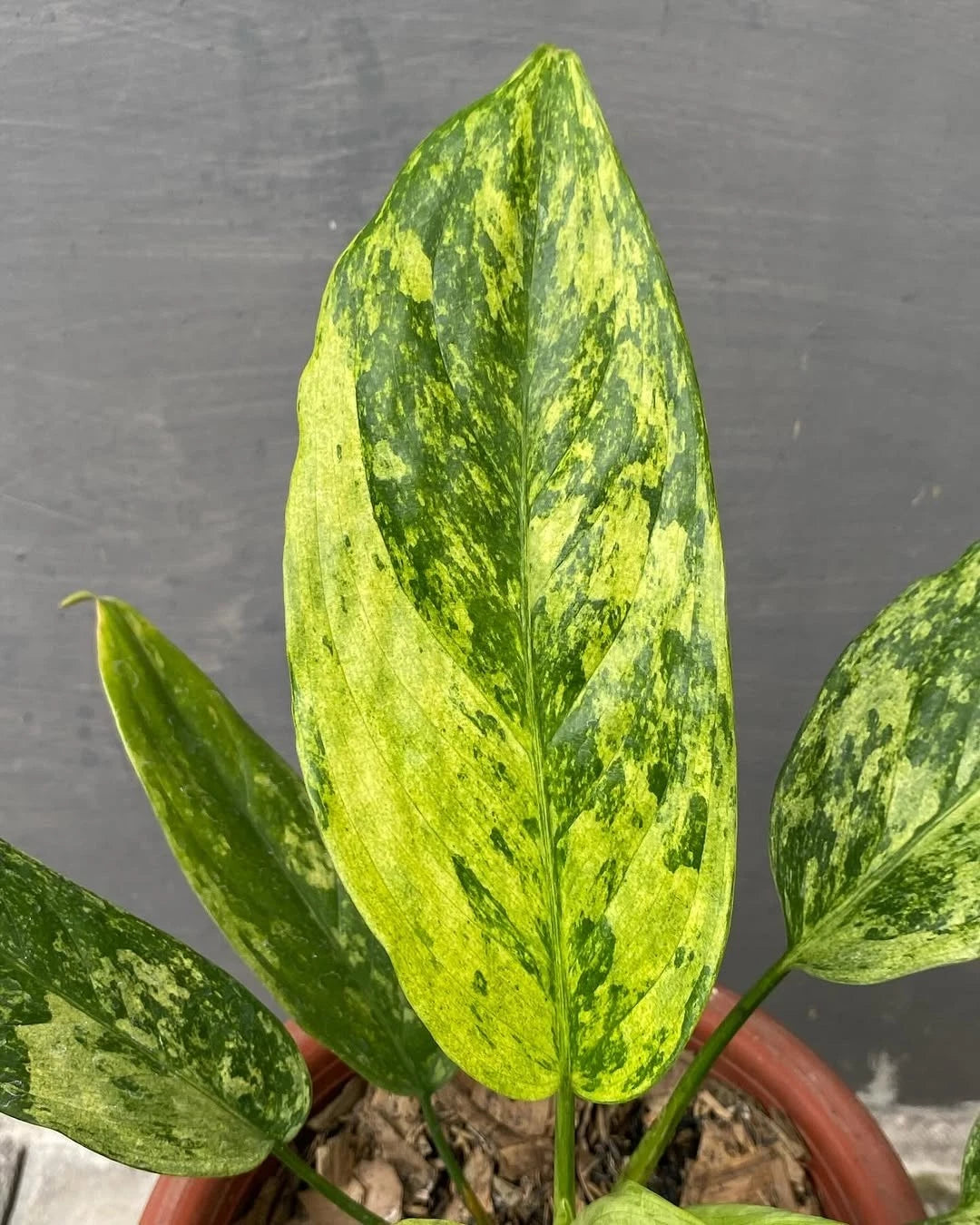Aglaonema Simplex Variegated - Rare Botanical Specimen