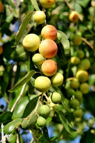 120+ Yellow Christ’s Thorn Jujube Seeds (Ziziphus spina-christi) – Premium Rare Desert Jujube & Nabk Fruit Plant Seeds for Planting
