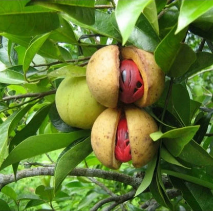 Nutmeg Grafted - Premium Myristica Fragrans Tropical Spice Tree