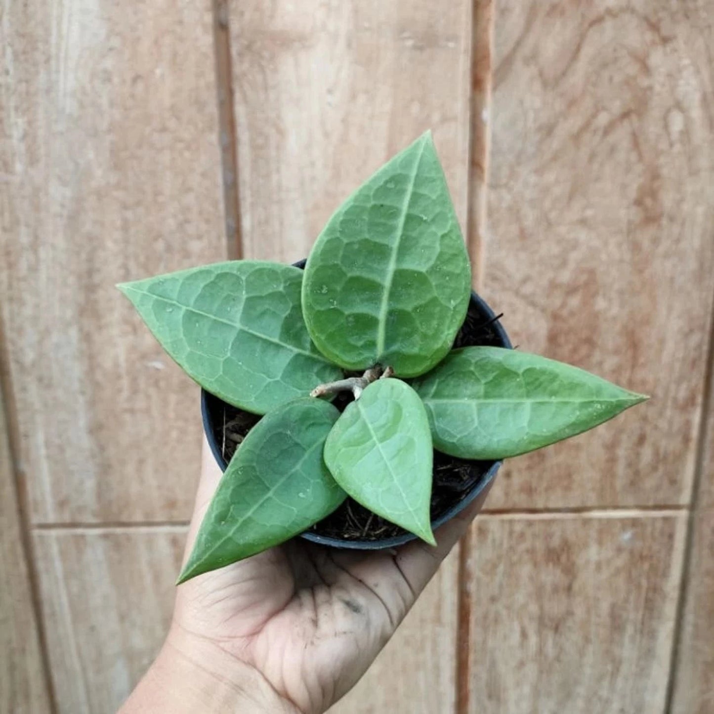 Hoya verticillata - Exotic Fragrant Tropical Wax Plant