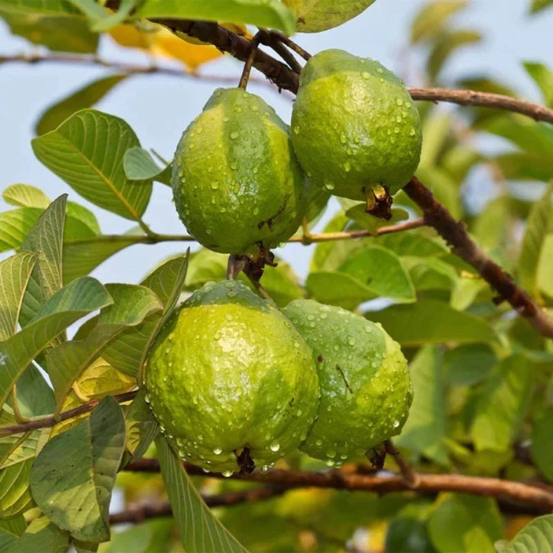 Red Kencana Guava Seeds (Psidium guajava) – Premium Certified Tropical Fruit Tree Seeds for Planting
