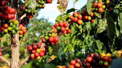 Gayo Coffee Seeds (Coffea arabica var. Gayo) – Premium Certified High-Yield Sumatran Gourmet Arabica Coffee Bean Plant Seeds for Planting (120 Pcs)