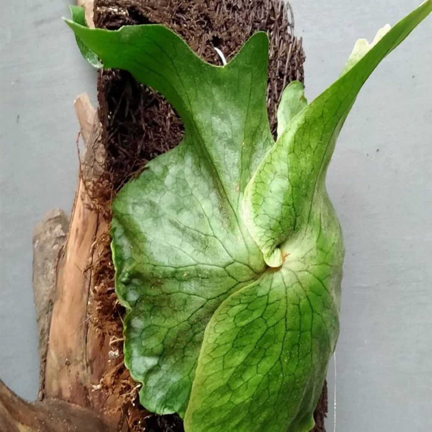 Platycerium superbum - Giant Staghorn Fern / Living Sculpture