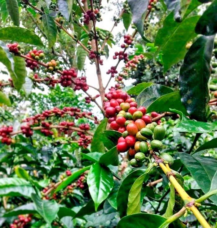 Premium Bourbon Coffee Seeds (Coffea arabica 'Bourbon') – 120+ Fresh High-Viability Heirloom French Mission Coffee Seeds