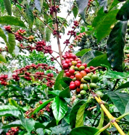 Premium Bourbon Coffee Seeds (Coffea arabica 'Bourbon') – 120+ Fresh High-Viability Heirloom French Mission Coffee Seeds