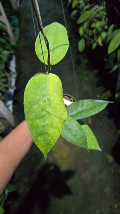 Rare Hoya Rikit Musara Sp Aceh - Premium Textured Leaf Exotic Tropical Wax Plant