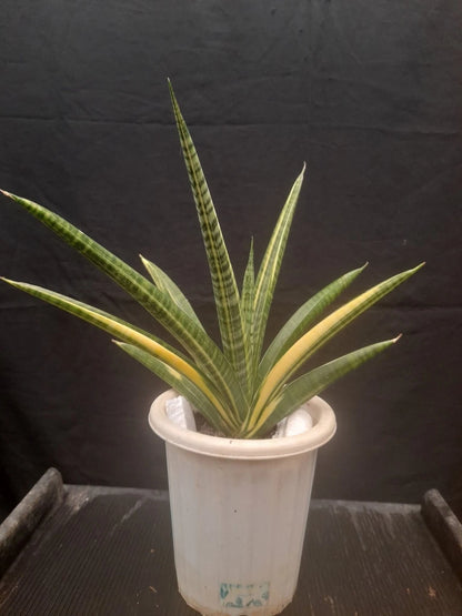 Sansevieria 'Marsya Anjani' Variegated - Rare Indonesian Jewel