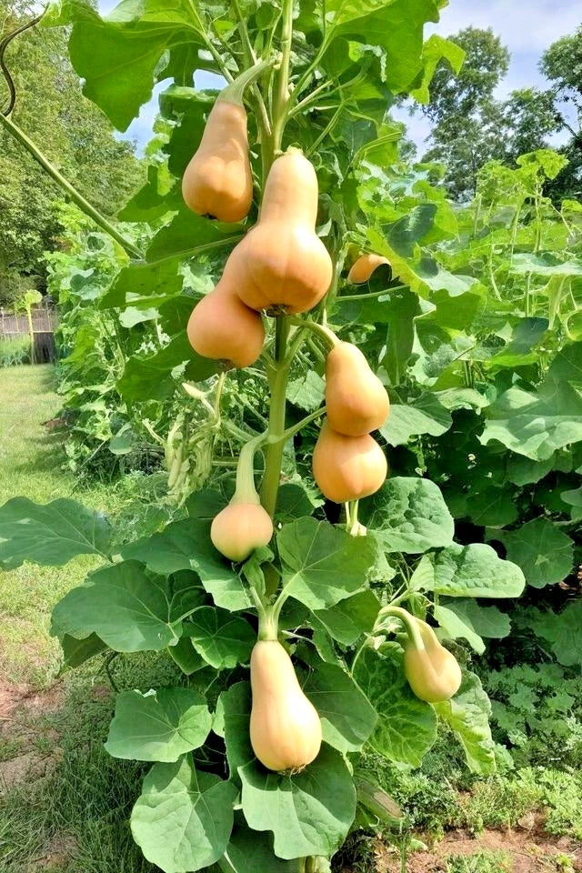 Butternut Squash Seeds (Cucurbita moschata) – 1,000+ Premium Seeds for Planting