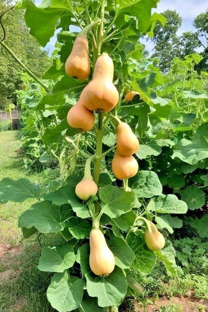 Butternut Squash Seeds (Cucurbita moschata) – 1,000+ Premium Seeds for Planting