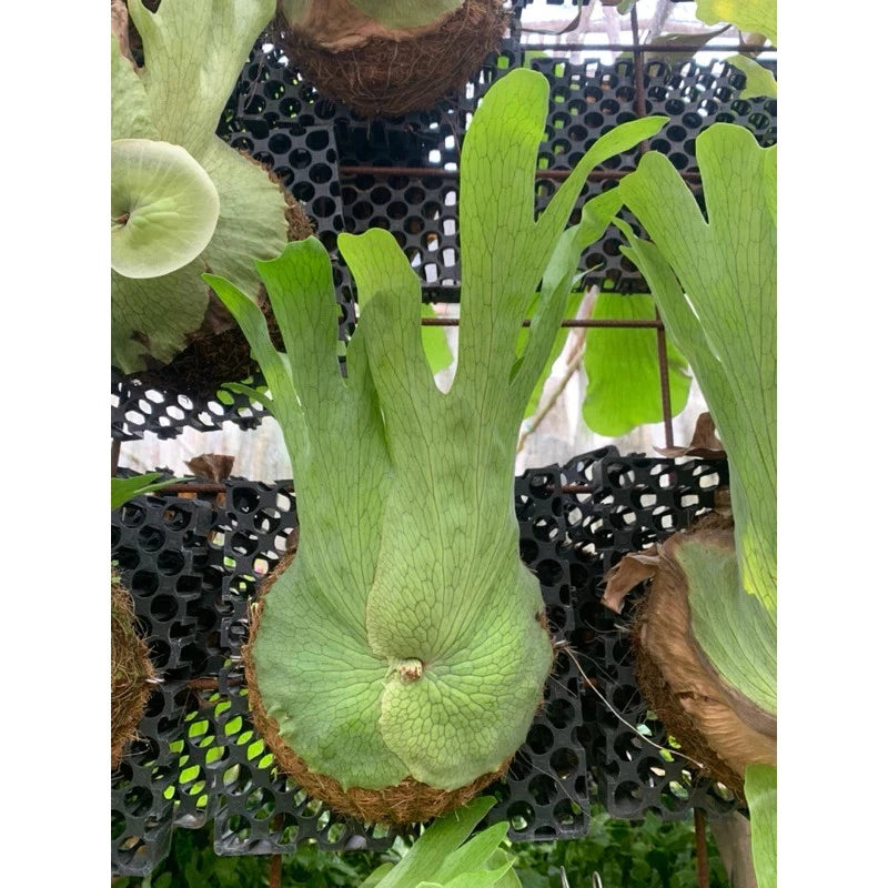 Platycerium Wandae - Majestic & Unique Tropical Staghorn Fern