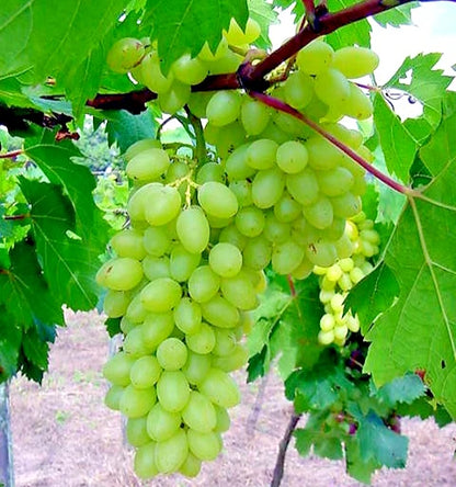 Premium Centennial Seedless Grape Seeds (Vitis vinifera var. Centennial) – Exotic Sweet White Table Grape Fruit Seeds for Planting (100+ Pcs)