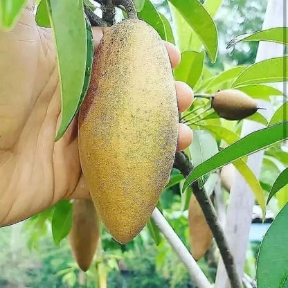 35+ Rare Long Sapodilla Seeds (Manilkara zapota var. Mentimun Sapodilla) – Premium Elongated Sweet Tropical Fruit Tree Seeds for Planting