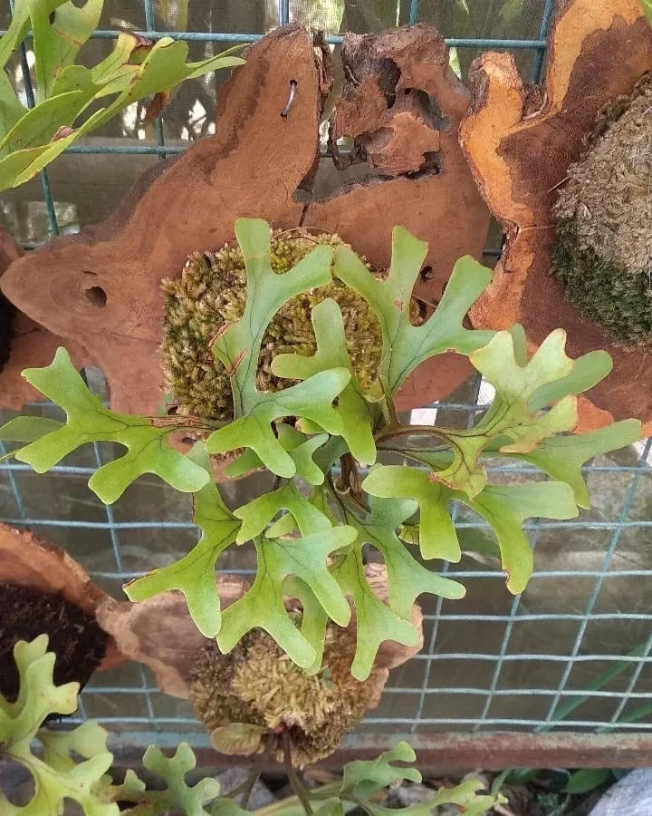 Rare Platycerium Ridleyi - Premium Tropical Staghorn Fern Collector's Plant