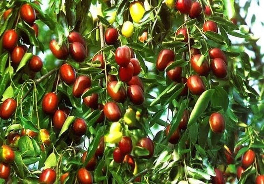 Red Jujube Putsa Apple (Ziziphus mauritiana) – 120+ Premium Seeds
