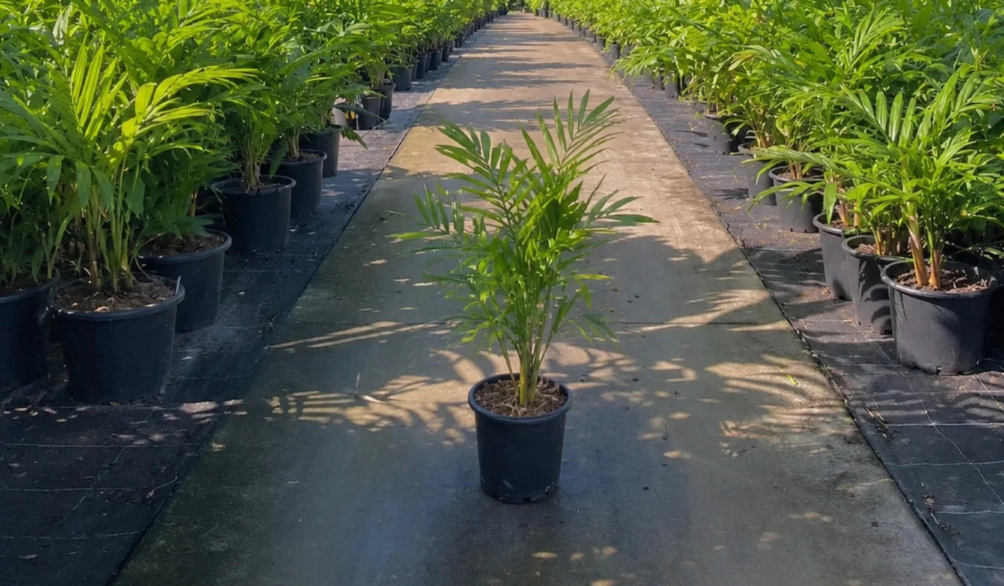 Rare Ptychosperma Macarthurii Live Plant - Tropical Cluster Macarthur Palm