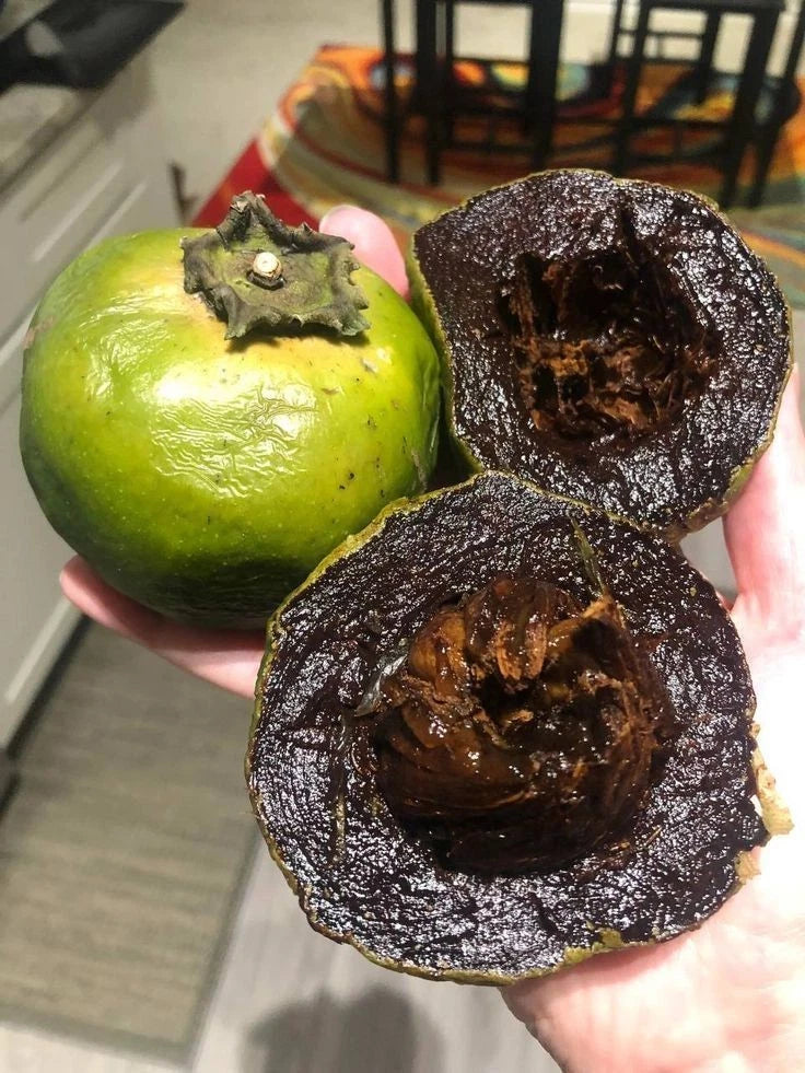 Matt's Giant Black Sapote Seeds 20 pcs (Diospyros nigra) - Premium Chocolate Pudding Fruit Seeds