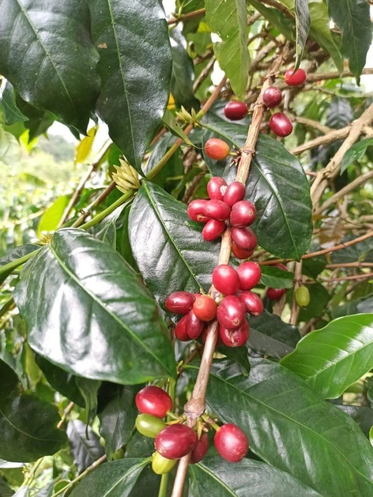 Long Berry Coffee Seeds (Coffea arabica var. Longberry) – Premium Certified High-Yield Specialty Gourmet Long Bean Coffee Seeds for Planting (120 Pcs)