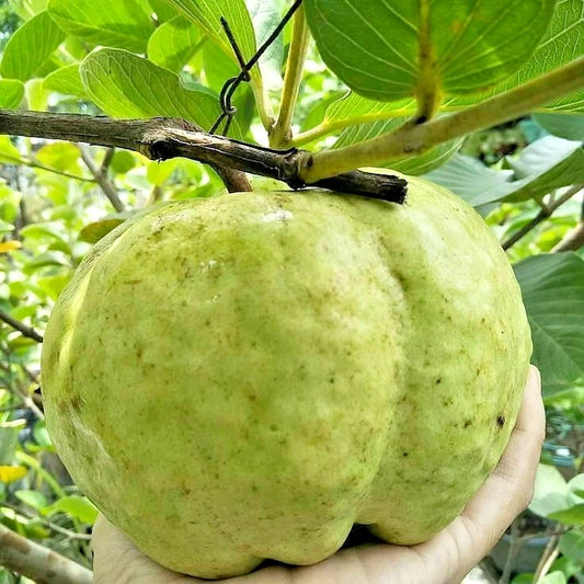 250+ White Crystal Guava Seeds (Psidium guajava L.) – Premium Crisp & Sweet Tropical Fruit Tree Seeds for Planting
