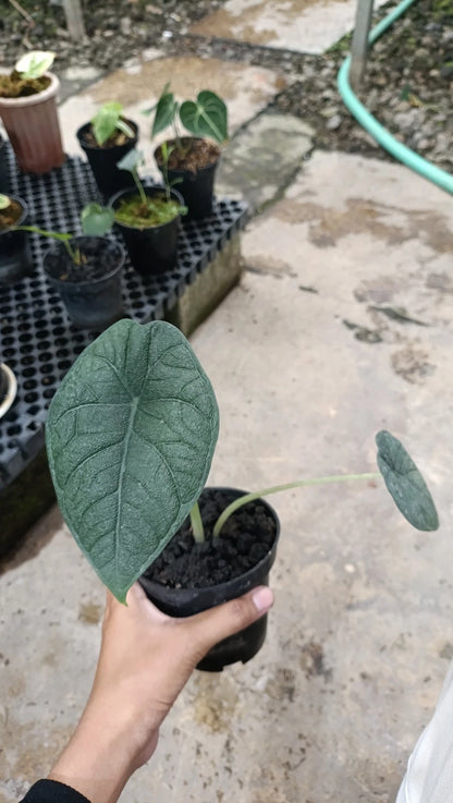 Rare Alocasia Melo (Badak) Live Plant - Premium Exotic Textured Tropical Houseplant