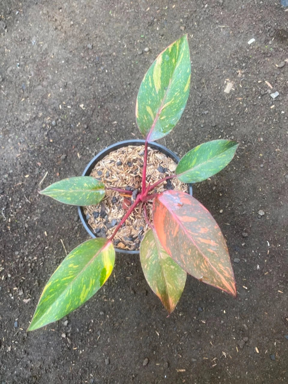 Philodendron 'Orange Princess Galaxy' - Rare Variegated Aroid