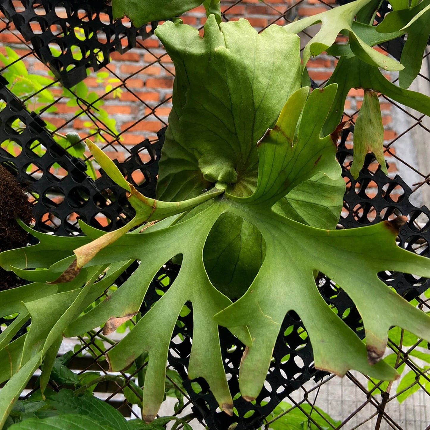 Platycerium 'Kitshakood' - Rare Live Staghorn Fern & Exotic Tropical Collector Plant