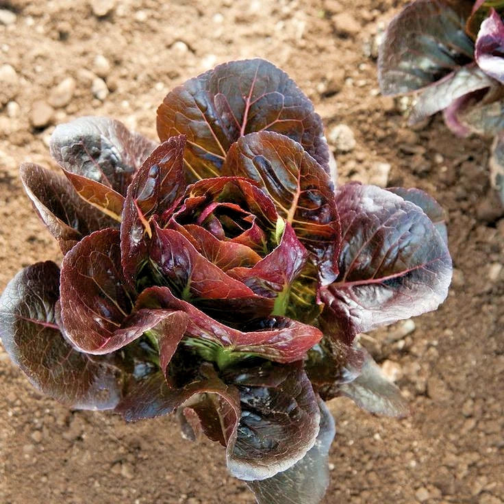 Red Romaine Lettuce Seeds (Lactuca sativa var. longifolia 'Red Romaine') – 1,000++ Bulk Premium Fresh Crisp Gourmet Red Lettuce Seeds