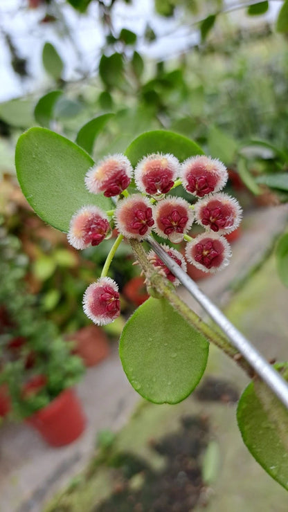 Stunning Hoya Isabelchanae Sp. Gorontalo – Rare Exotic Tropical Wax Plant