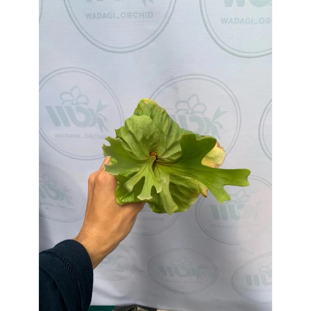 Platycerium Ridleyi - Rare Exotic Staghorn Fern Collector’s Plant