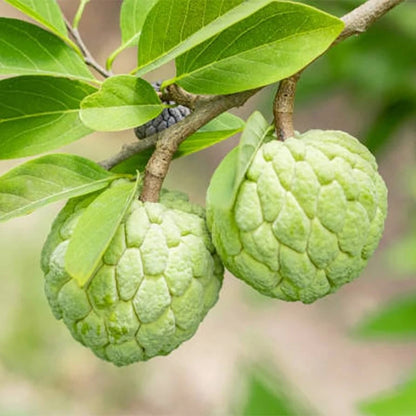 Viridis Sugar Apple Seeds var. Custard Apple (Annona squamosa) – Premium Green Sweetsop Fruit Seeds for Planting (100+ Pcs)