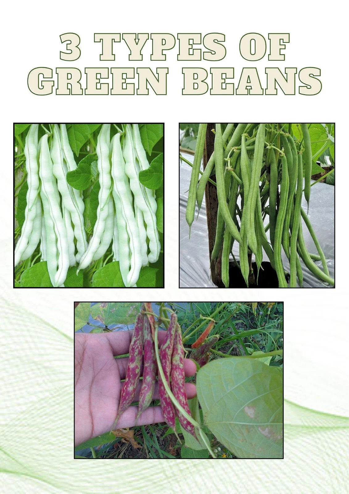 1,200+ Bean Seeds (Phaseolus vulgaris) Bundling 3 Cultivar Garden Package – Premium Certified Heirloom Vegetable and Legume Seeds for Planting