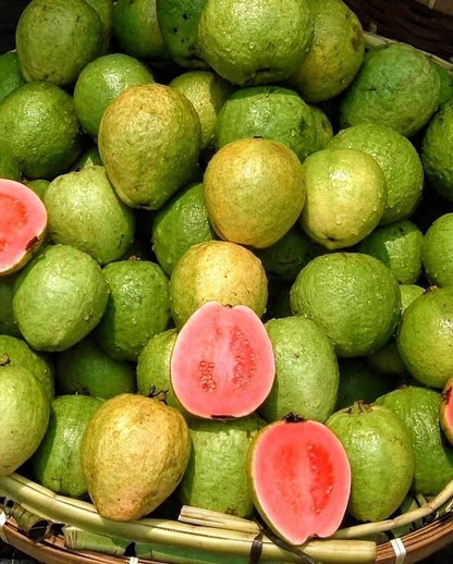 5,000++ Red Manila Guava (Psidium guajava) Seeds – Tropical Fruit Orchard Starter