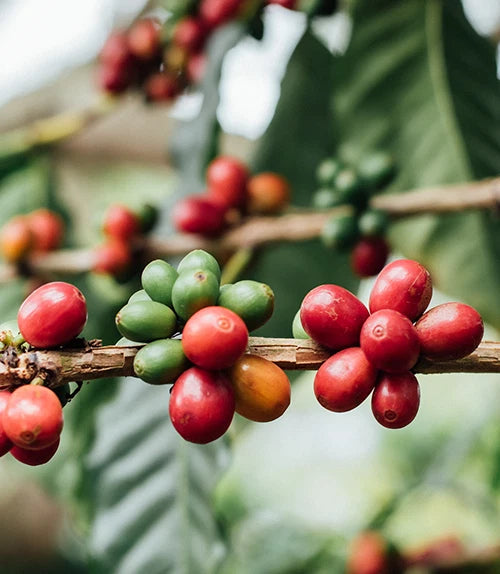 SL28 Coffee Seeds (Coffea arabica var. SL28 / Legendary Kenyan Highland Selection) – Premium Gourmet Specialty Coffee Plant Seeds for Planting