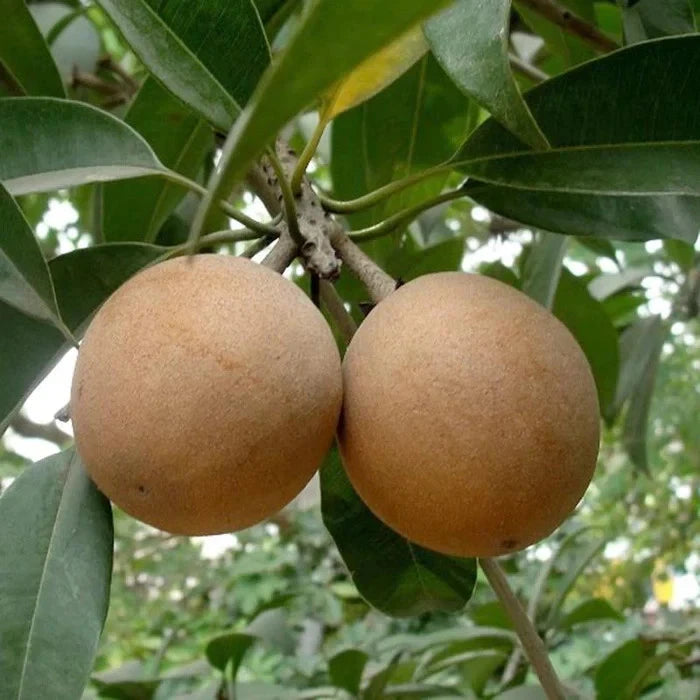 Premium 'Cricket Ball' Sapodilla Seeds (Manilkara zapota) – Elite Round-Type Tropical Heirloom Seeds (35 Count)