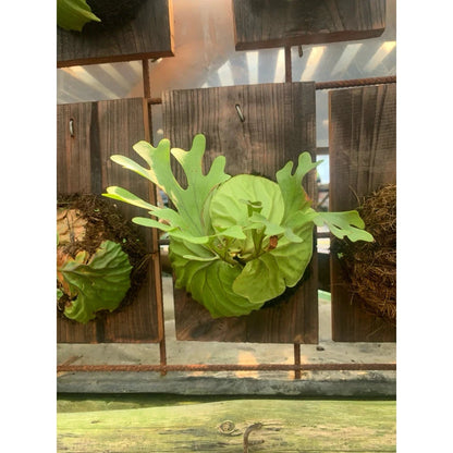 Platycerium Ridleyi - Rare Exotic Staghorn Fern Collector’s Plant