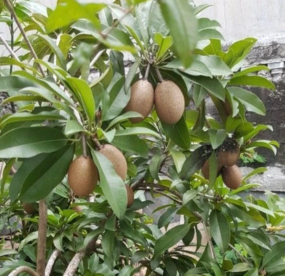Brown Sugar Sapodilla Seeds (Manilkara zapota) – 35+ Premium Fresh Sweet Chikoo / Sawo Fruit Seeds for Planting