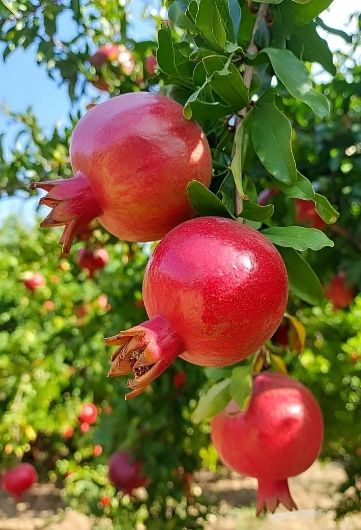 100+ 'Akko' Pomegranate Seeds (Punica granatum) – Elite Commercial-Grade Sweet Botanical Specimen (Collectors Quality)