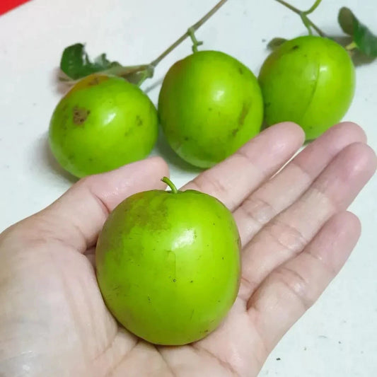 2500++ Big Green Putsa Apple Seeds (Ziziphus mauritiana var. Big Green Jujube) – Premium Quality