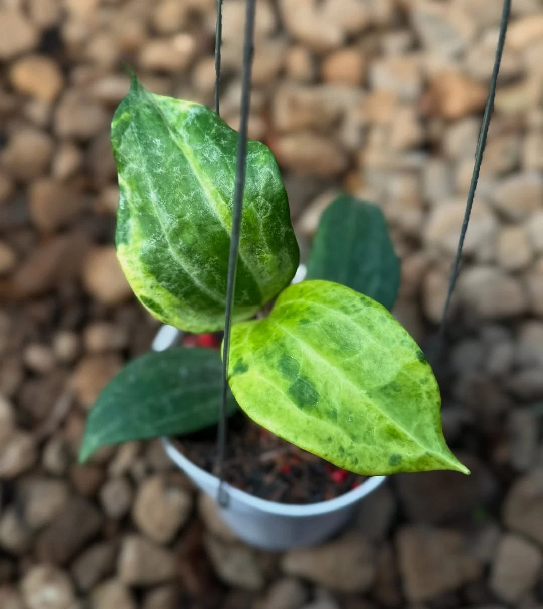 Hoya Latifolia Peridot (Wax Plant) – Rare Epiphytic Tropical Vine with Luminous Green Foliage for Indoor & Outdoor Display