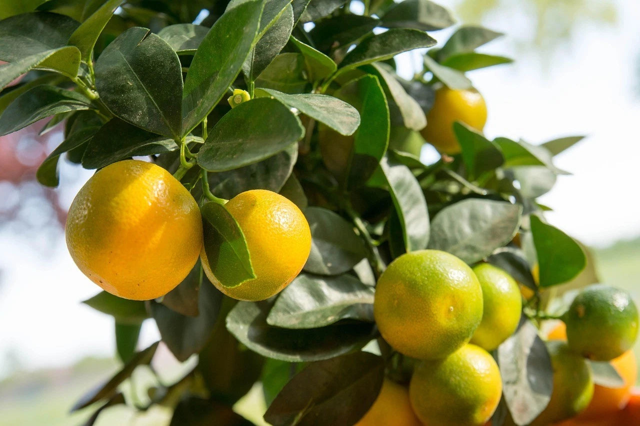 Calamansi Orange Seeds (Citrus × Microcarpa) – Certified Heirloom Philippine Acid Citrus Fruit Crop for Planting